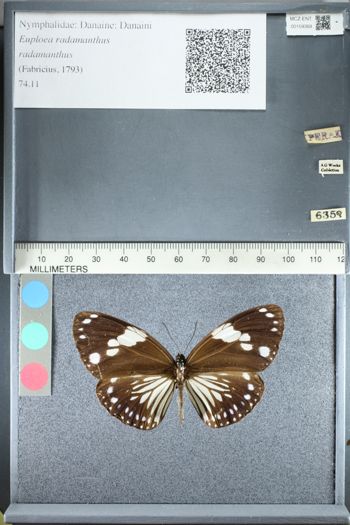 Media type: image;   Entomology 159368